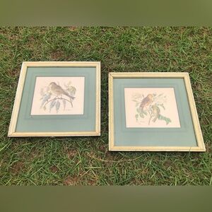 Yellow Bunting Mistle Thrush Bird Prints In Gold Gilt Wood Frames 13x13” Shabby
